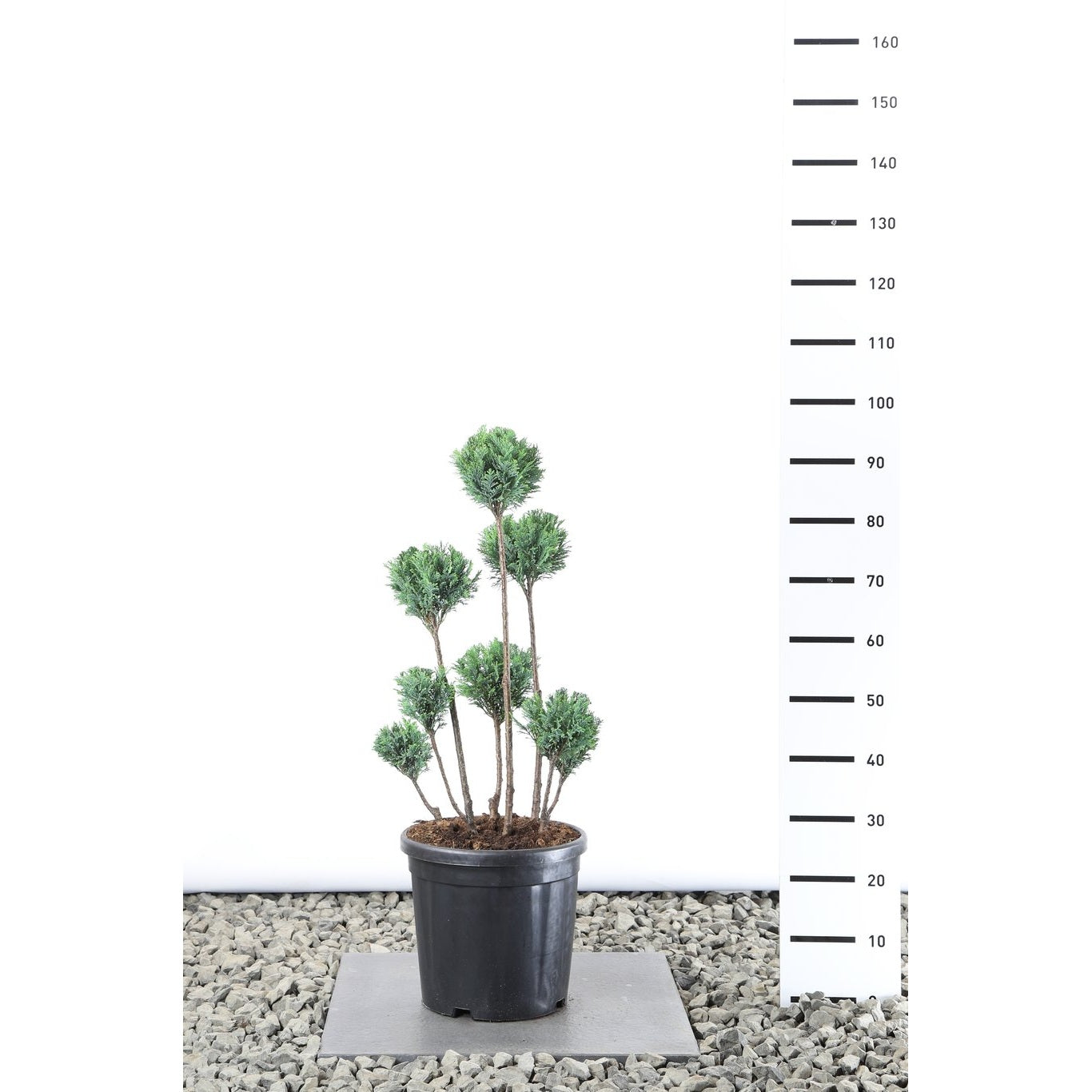 Ädelcypress – Chamaecyparis lawsoniana 'Ellwoodii' - 60-70 CM PonPon Cont.